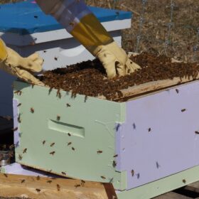 Hive Maintenance & Management