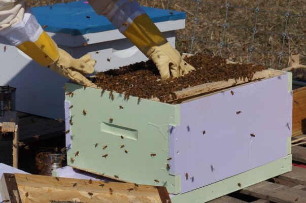 Hive Maintenance & Management